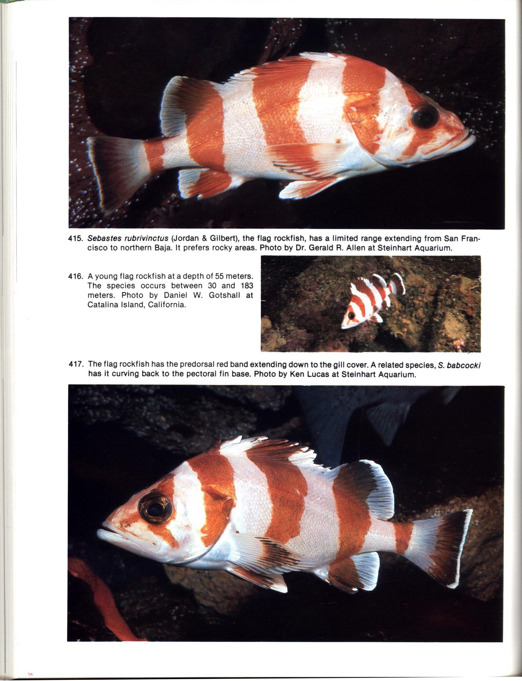 FISHES OF CALIFORNIA AND WESTERN MEXICO: Pacific marine fishes, Book 8 (California & Western Mexico). tfhp6102d